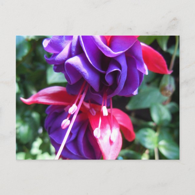 Fuschia 1 postkarte (Vorderseite)