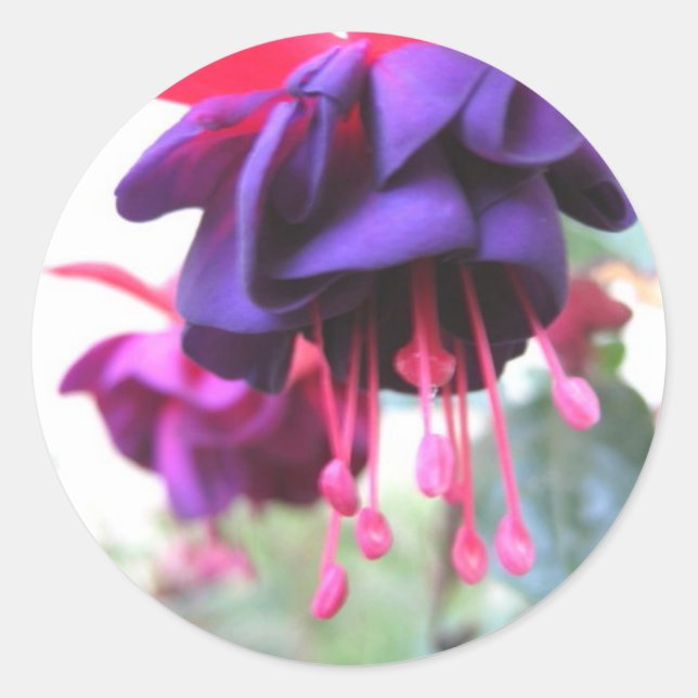 Fuschia Blume, lila und heiß rosa Runder Aufkleber (Vorderseite)