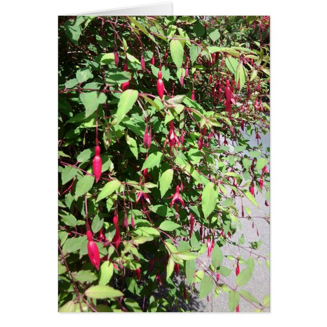 Fuschia Karte (Vorne)