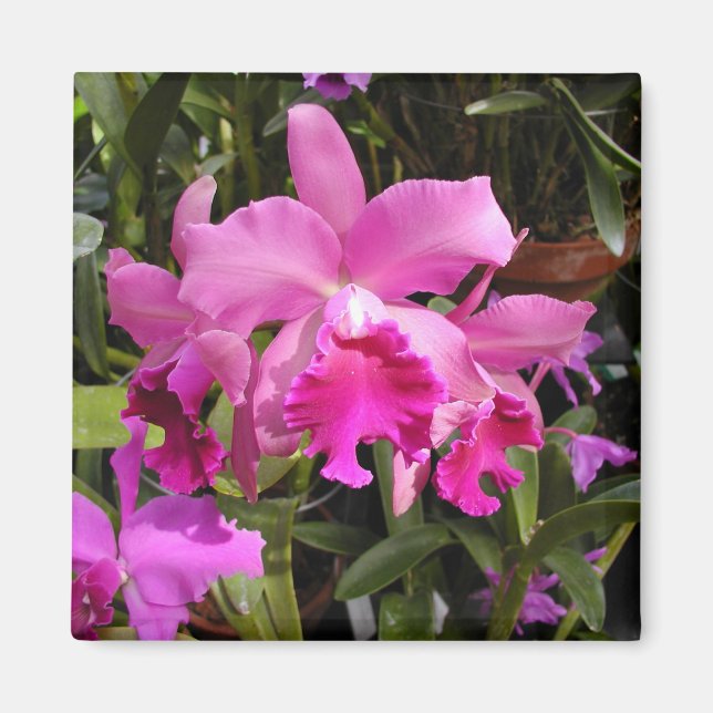 Fuschia Orchid Magnet (Vorne)
