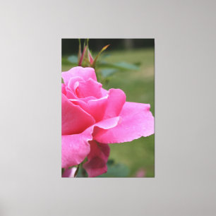 Fuschia Pink Garden Rose Leinwanddruck