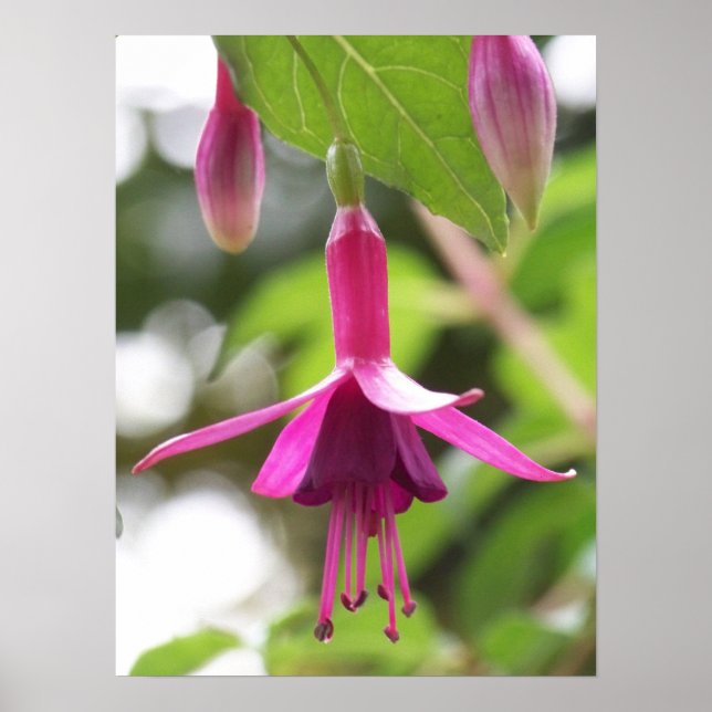 Fuschia Poster (Vorne)