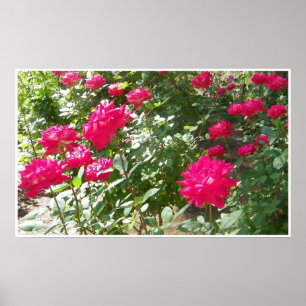 Fushia-Rose überall drucken Poster