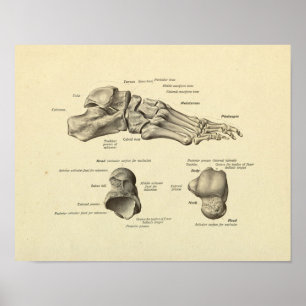 Fuß Knöchel Anatomie Knochen Druck Poster
