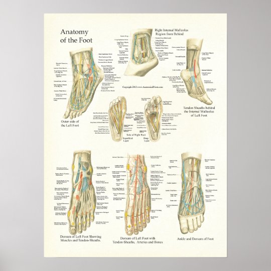 Fuss Und Knochel Anatomie Plakat Poster Zazzle Ch