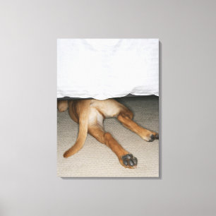 Füße und Schwanz des gelben Labradors verfolgen Leinwanddruck