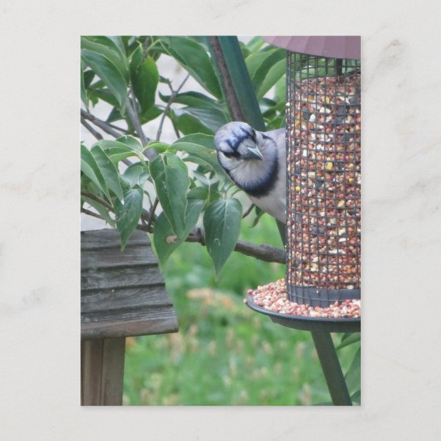 Fütternd blaue Jay Postkarte (Vorderseite)