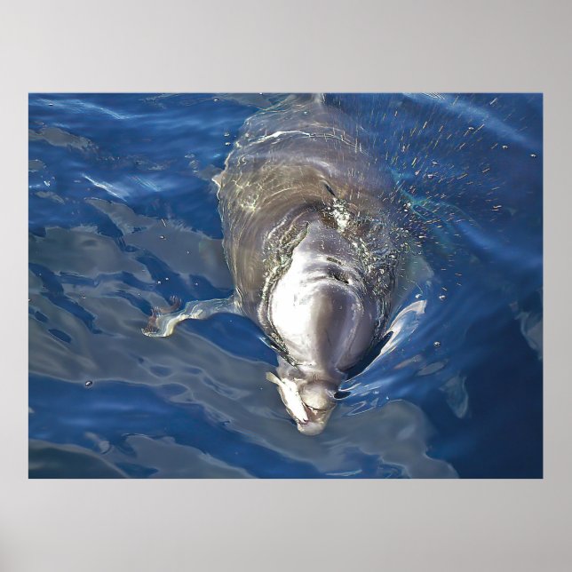Fütternd Dolphin Poster (Vorne)