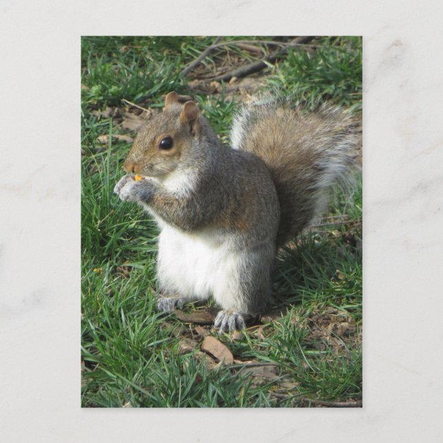 Fütternd Eichhörnchen Postkarte (Vorderseite)
