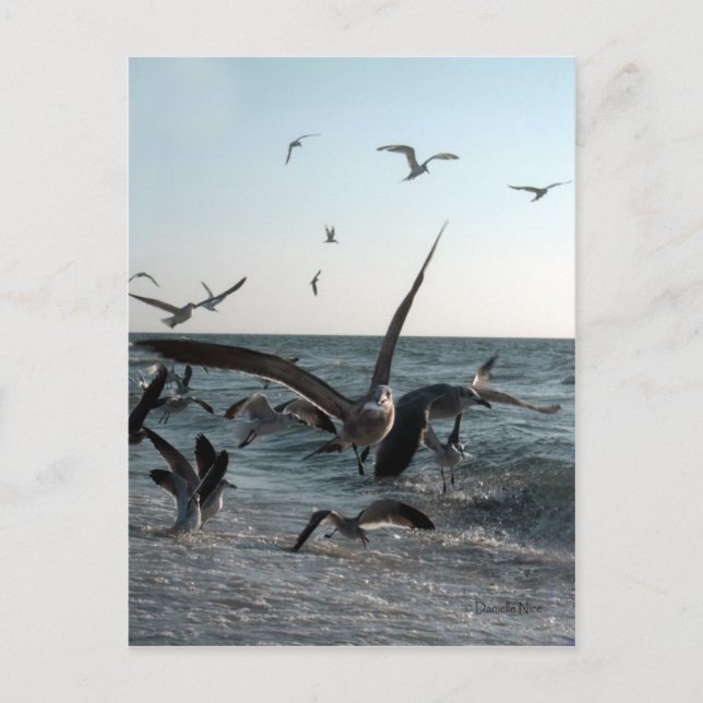 Fütternd Frenzy Postcard Postkarte (Vorderseite)