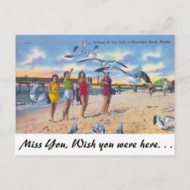 Fütternd Gulls, Clearwater Beach, Florida Postkarte