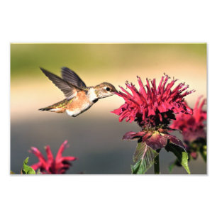 Fütternd Hummingvogel-Blume Fotodruck