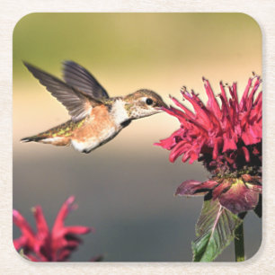 Fütternd Hummingvogel-Blume Rechteckiger Pappuntersetzer