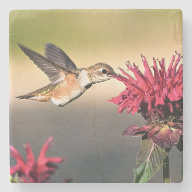 Fütternd Hummingvogel-Blume Steinuntersetzer (Vorderseite)