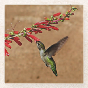 Fütternd Hummingvogel im Garten Glasuntersetzer