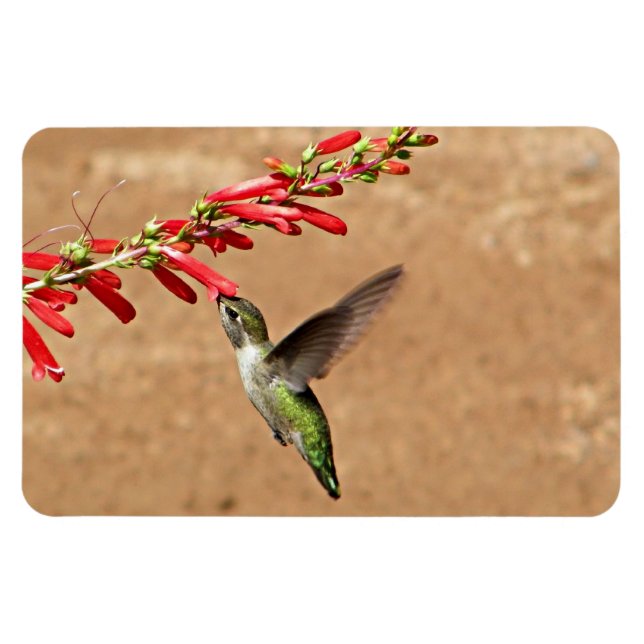 Fütternd Hummingvogel im Garten Magnet (Horizontal)