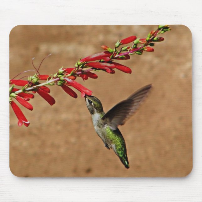 Fütternd Hummingvogel im Garten Mousepad (Vorne)