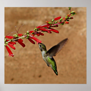 Fütternd Hummingvogel im Garten Poster