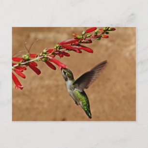 Fütternd Hummingvogel im Garten Postkarte