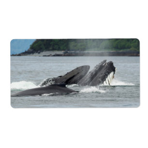 Fütternd Humpbackwale