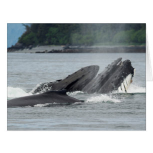 Fütternd Humpbackwale