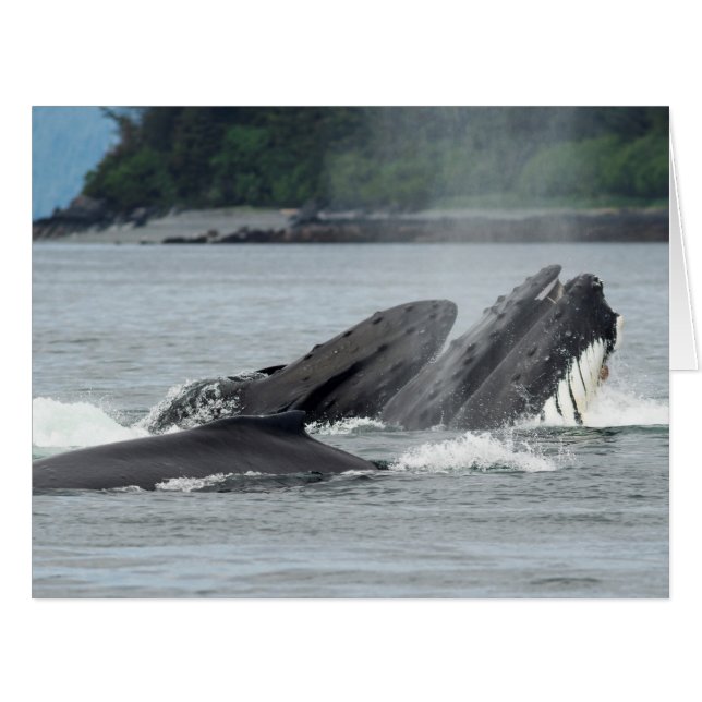 Fütternd Humpbackwale (Vorderseite (Horizontal))