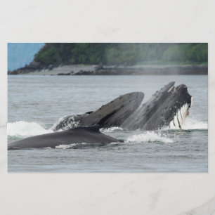 Fütternd Humpbackwale Briefpapier