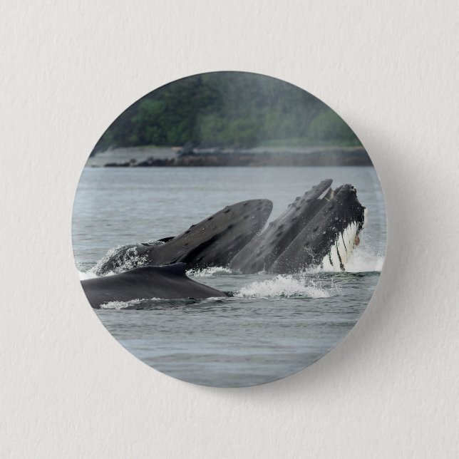 Fütternd Humpbackwale Button (Vorderseite)