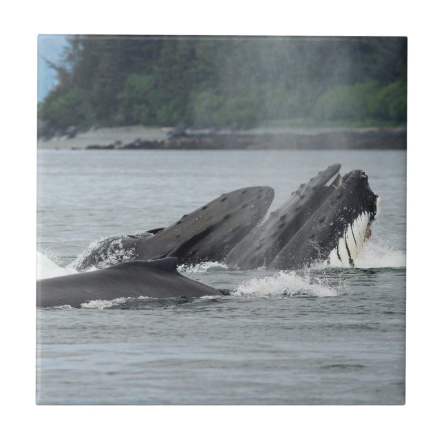 Fütternd Humpbackwale Fliese (Vorderseite)