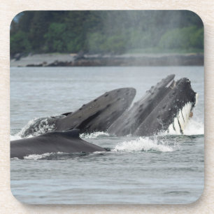Fütternd Humpbackwale Getränkeuntersetzer