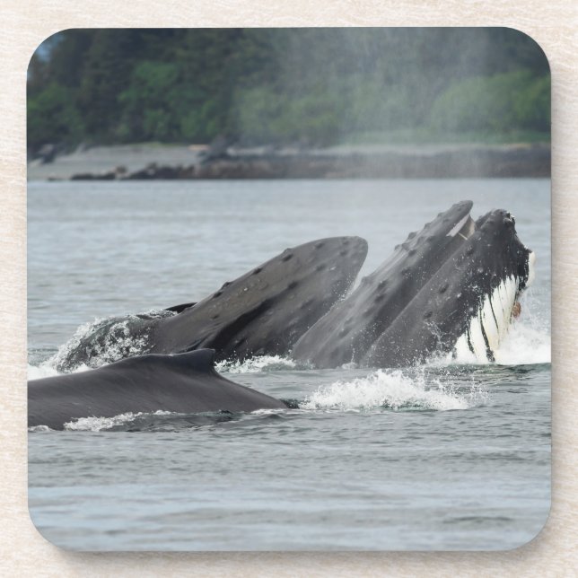 Fütternd Humpbackwale Getränkeuntersetzer (Vorderseite)