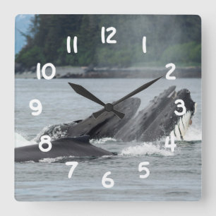 Fütternd Humpbackwale Quadratische Wanduhr