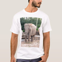 Fütternd indischer Elefant