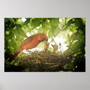 Fütternd Kardinal Poster