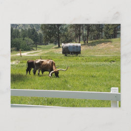 Fütternd Longhorns auf einer Ranch Postkarte