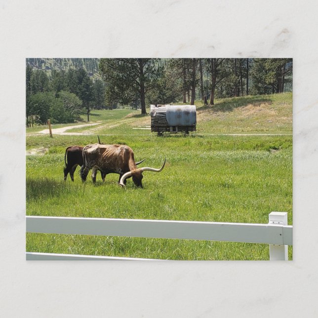 Fütternd Longhorns auf einer Ranch Postkarte (Vorderseite)