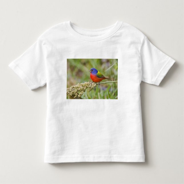 Fütternd männliches Anstrich (Passerian ciris) Kleinkind T-shirt (Vorderseite)