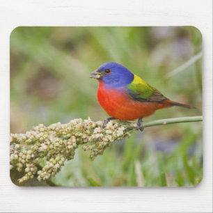 Fütternd männliches Anstrich (Passerian ciris) Mousepad