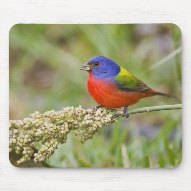 Fütternd männliches Anstrich (Passerian ciris) Mousepad (Vorne)