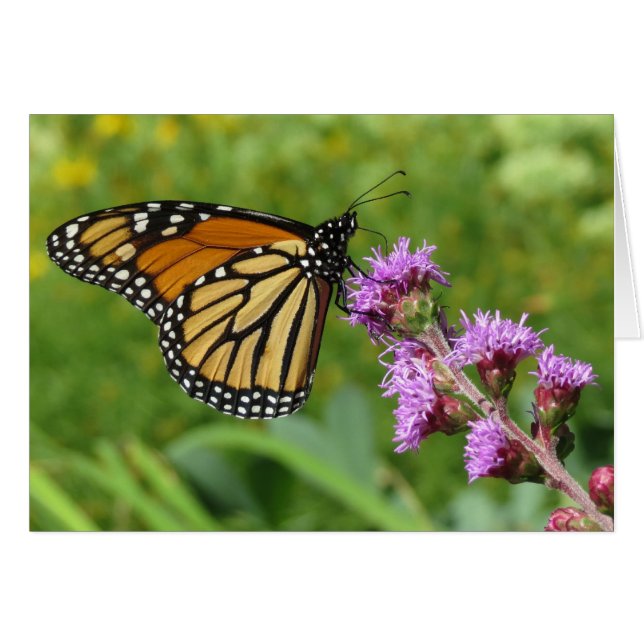Fütternd Monarch auf Liatris (Vorderseite (Horizontal))