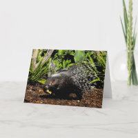 Fütternd Porcupine