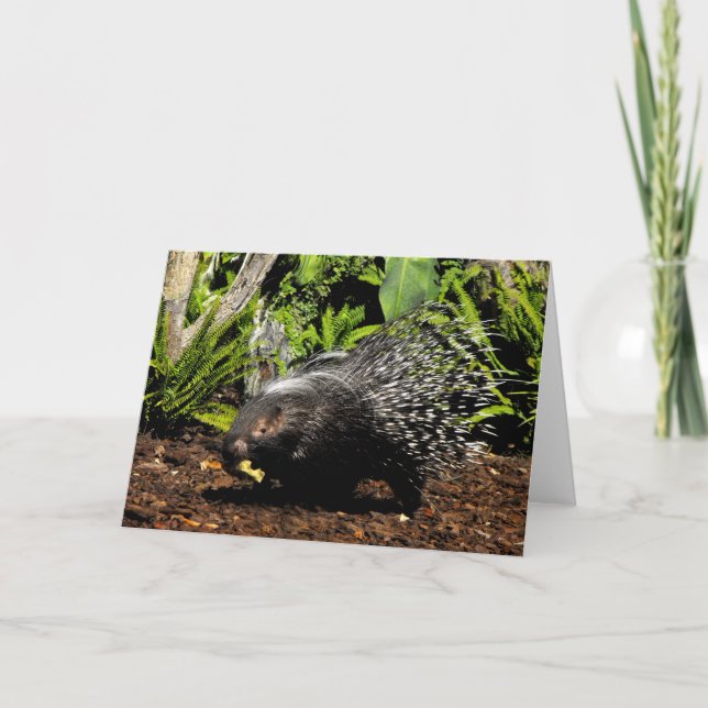 Fütternd Porcupine Feiertagskarte (Vorderseite)