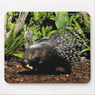 Fütternd Porcupine Mousepad