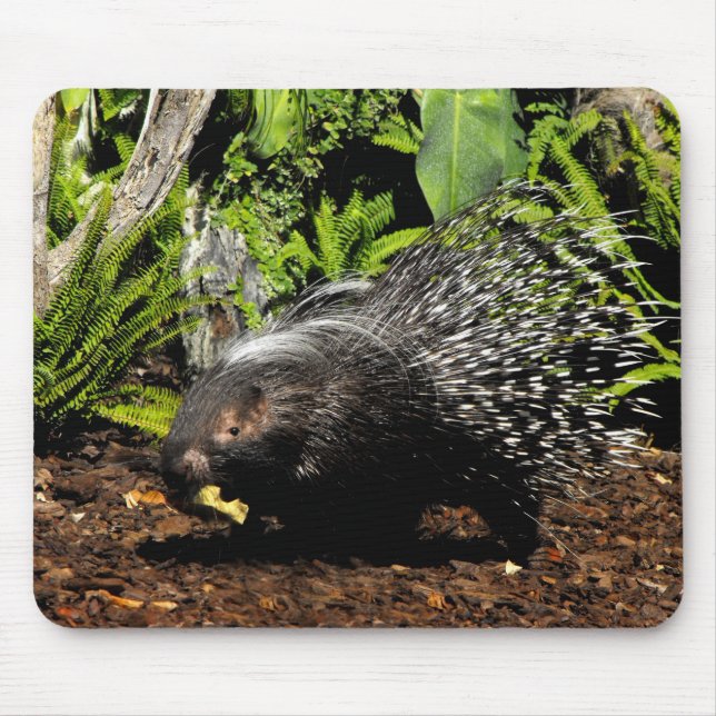 Fütternd Porcupine Mousepad (Vorne)
