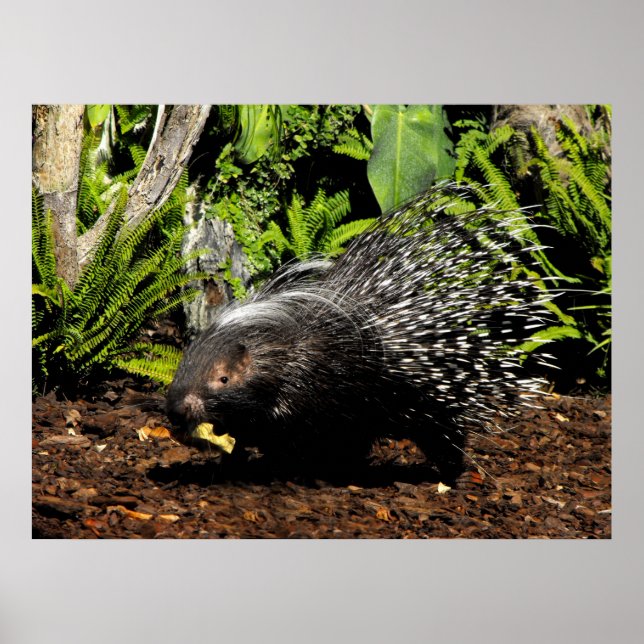 Fütternd Porcupine Poster (Vorne)
