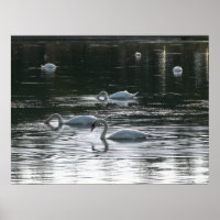 Fütternd Schwäne, Roath Park Lake, Cardiff