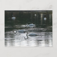 Fütternd Schwäne, Roath Park Lake, Cardiff