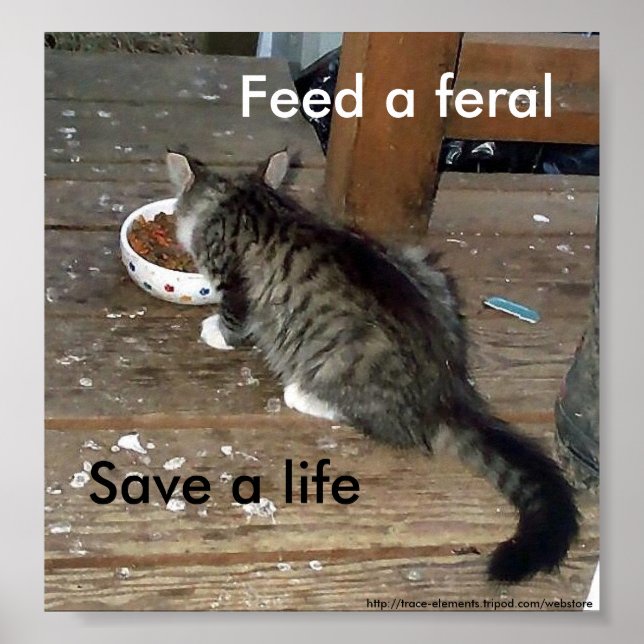 "Füttre a Feral, Rett a Life" wildes Kätzchenplaka Poster (Vorne)