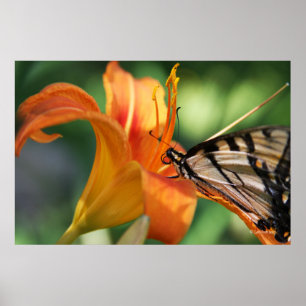 Füttre an den Lilien 6 Poster