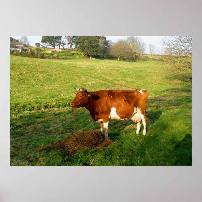 Füttre der Zeit für die Kuh von Guernsey Poster (Vorne)